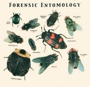 Forensic Entomology - Crime Museum