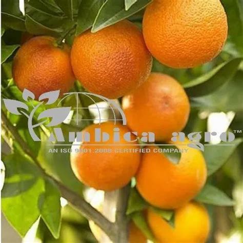 Kinno Fruits Plants at Rs 200/piece | फल का पौधा, फलों के पौधे, फ्रूट प्लांट्स, फ्रूट प्लांट ...