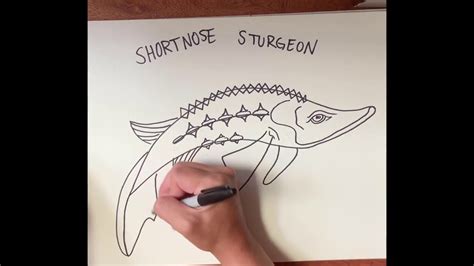 Sturgeon Drawing - WoodsLima