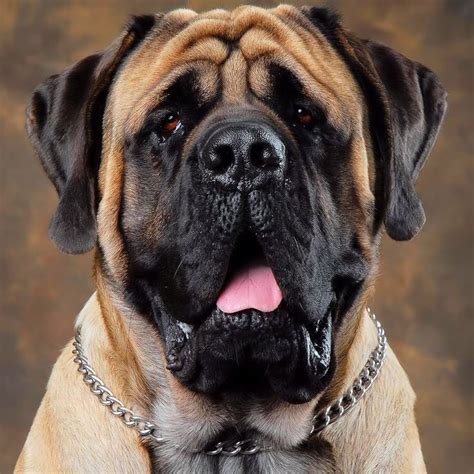 Old English Mastiff. Loyal, docile, and good protectors. | English ...