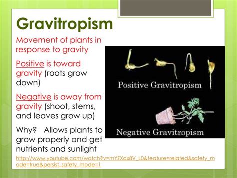 PPT - Plants Move PowerPoint Presentation - ID:2509446