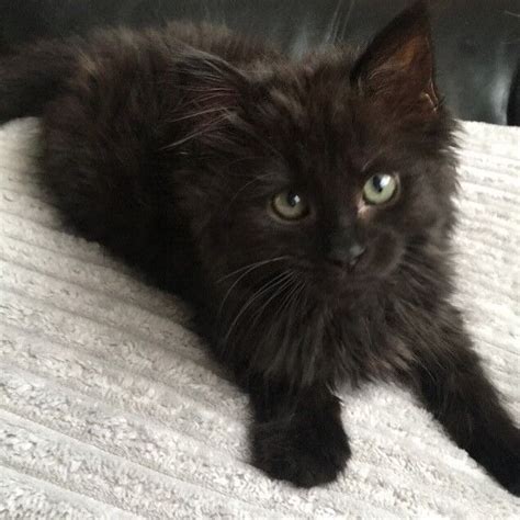 Fluffy black kitten | in Knowle, Bristol | Gumtree