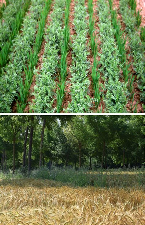 Intercropping and agroforestry as examples of agroecological cropping ...