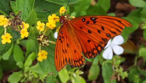 Florida Butterfly Gardening - UF/IFAS Extension Orange County