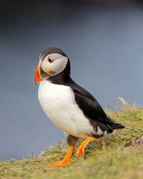 Free photo: Puffin - Animal, Portrait, Norway - Free Download - Jooinn