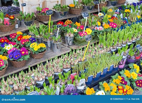 Market Stand Selling Several Fresh Dutch Flowers Editorial Stock Image - Image of exposure ...