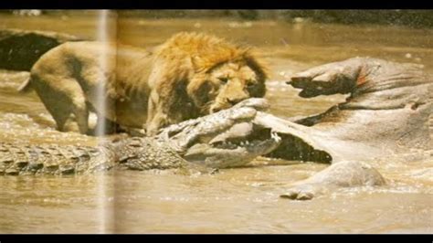 Lion Vs Crocodile Real Fight - lions attack, Lions Fighting, Lions ...