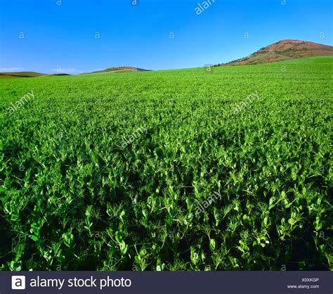 Lentil Crop High Resolution Stock Photography and Images - Alamy