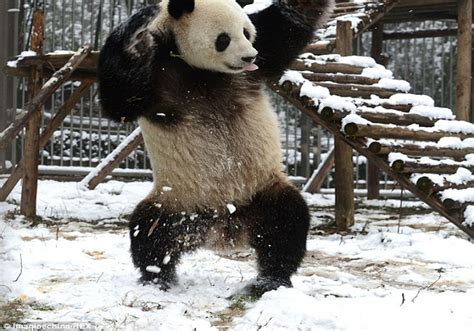 Cute Pandas Playing In The Snow Is Everything You Need Right Now