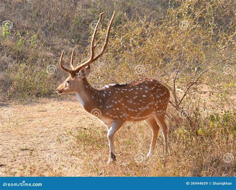 Spotted Deer/ Chital / Cheetal (Axis Axis) Male Stock Image - Image of animals, madhya: 36944659