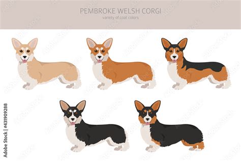 Welsh corgi pembroke clipart. Different poses, coat colors set Stock Vector | Adobe Stock