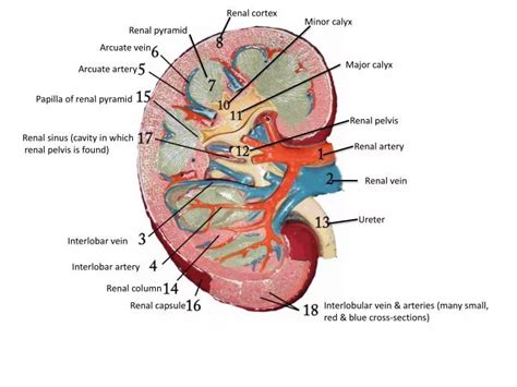 Renal Capsule Anatomy