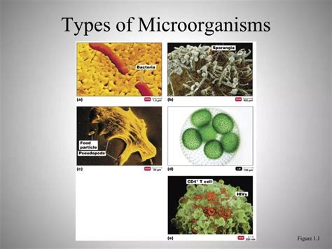 PPT - Types of Microorganisms PowerPoint Presentation, free download ...