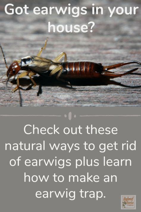 Top 10 earwigs ideas and inspiration