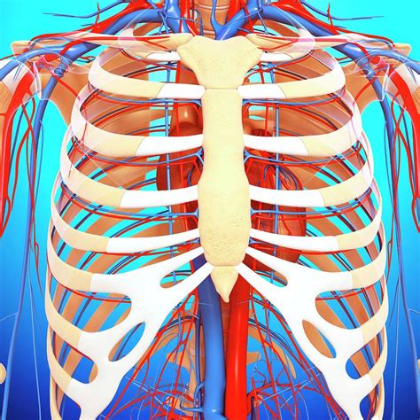 Female Upper Chest Anatomy