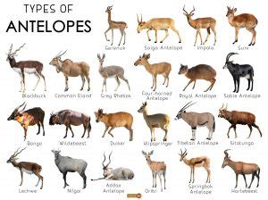 Antelope Facts, Types, Lifespan, Classification, Habitat, Pictures