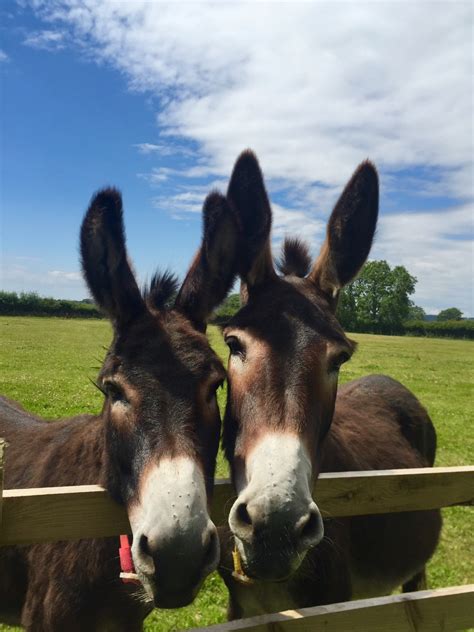 The Donkey Sanctuary remains closed to visitors | The Devon Daily