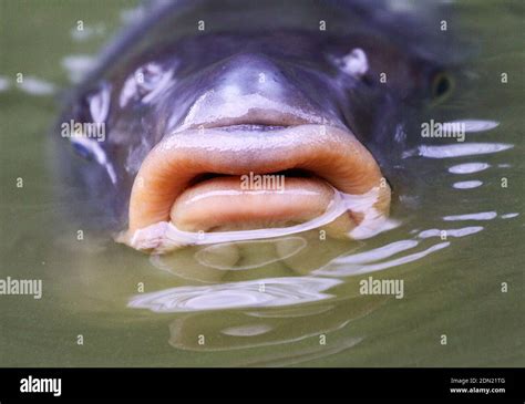 Human face carp hi-res stock photography and images - Alamy