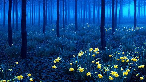 Blue Forest Wallpapers - Top Free Blue Forest Backgrounds - WallpaperAccess