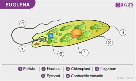 Is The Euglena A Plant Or An Animal - Martin Hambsood