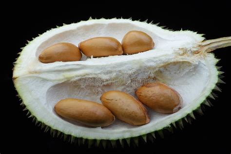 287 Seeds Durian Stock Photos - Free & Royalty-Free Stock Photos from Dreamstime