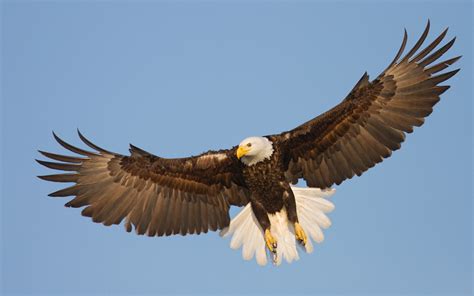 Beautiful Raptor Bald Eagle In Flight, Wings Spread Wallpaper Hd Resolution 2560x1600 ...