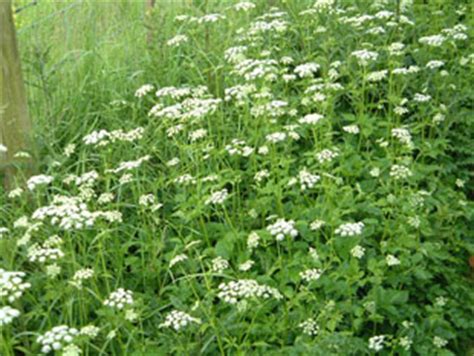 Seasonal Wild Flowers - Ground Elder