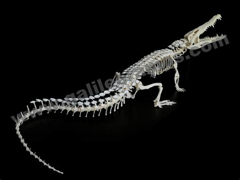 Crocodilus niloticus Nile Crocodile Skeleton 1 « Galileo Ramos – Art with Skeletons