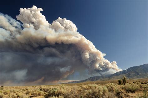 California Fires: Landscape History & How Restoration Helps - One Tree Planted