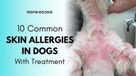 Skin Infection in Dogs - An Important yet Neglected Condition - Monkoodog