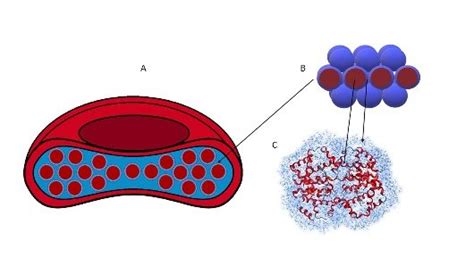 Schematic representation of the dense packing of hemoglobin molecules... | Download Scientific ...