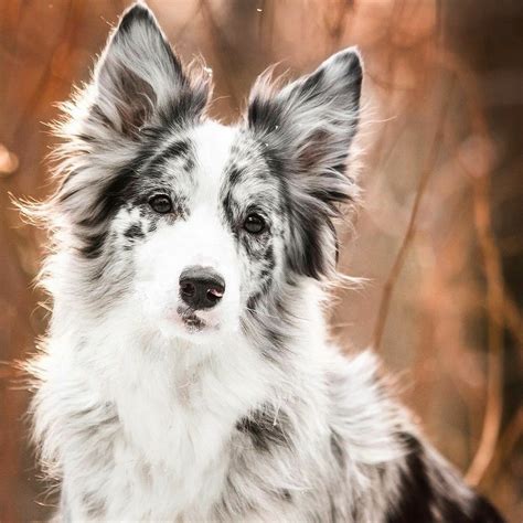 55+ Blue Merle Border Collie Breeder Pic - Bleumoonproductions