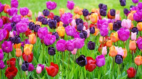 Complete Guide To Planting Tulips In The Garden | Gardening Know How