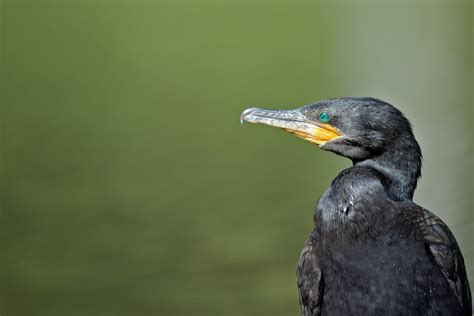 The Flightless Cormorant: A unique species to the islands | Fragata Yacht