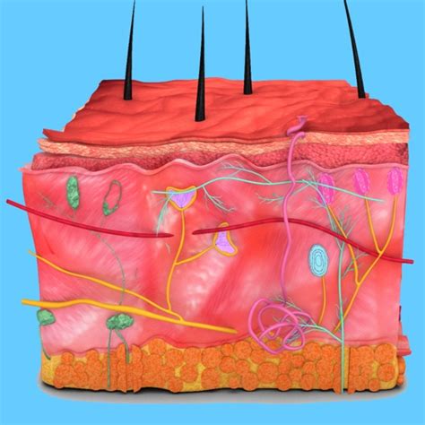 Integumentary System Quiz by Hasan Cakir