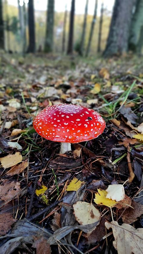 Fungi in forest | Magical forest, Landscape photography, Forest