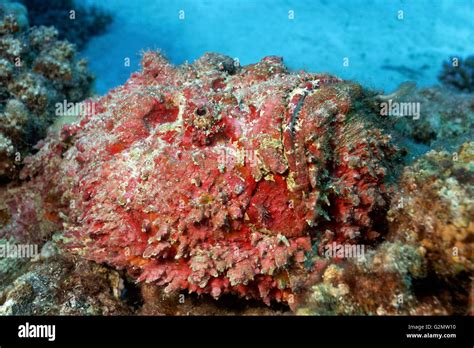 Stonefish Camouflage High Resolution Stock Photography and Images - Alamy