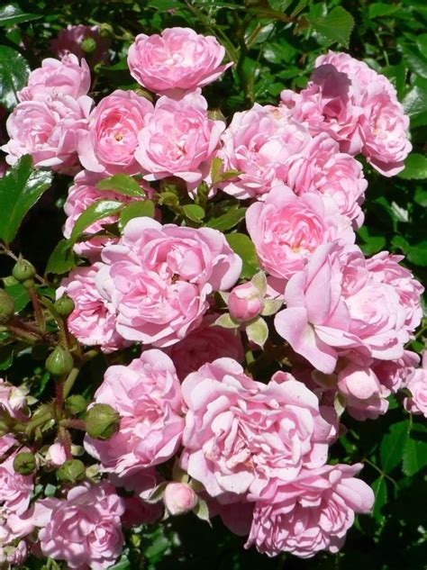File:Pink roses in the bush garden.jpg