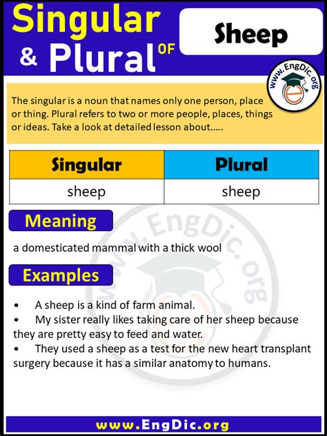 Sheep plural Archives - EngDic