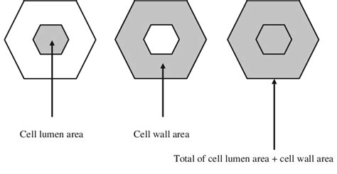 Definition of cell lumen area, cell wall area and total of cell lumen ...