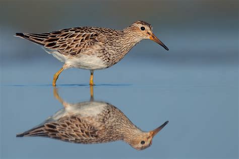 Pectoral Sandpiper 8