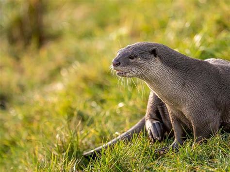 Animals | Species | Yorkshire Wildlife Park