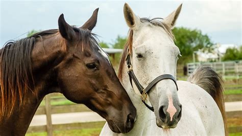 Mating Behavior Of Horses – The Horse's Advocate