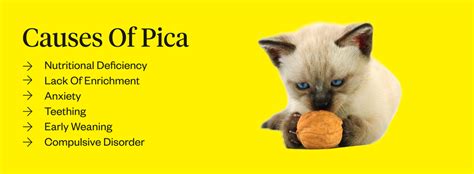 Pica In Cats: Symptoms, Causes, Treatments | Dutch