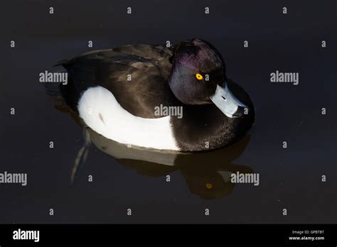 Male Tufted duck Stock Photo - Alamy