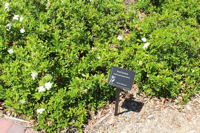 Planting Miniature Gardenia Plants – How To Grow Dwarf Gardenia Flowers