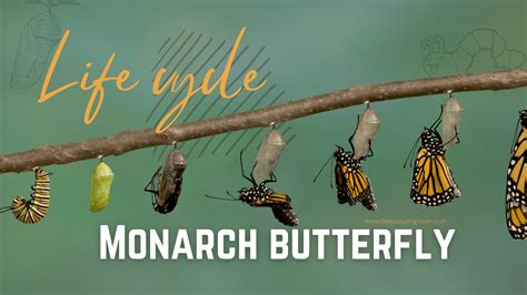 Laminated Monarch Butterfly Life Cycle Poster ThatsMyPark