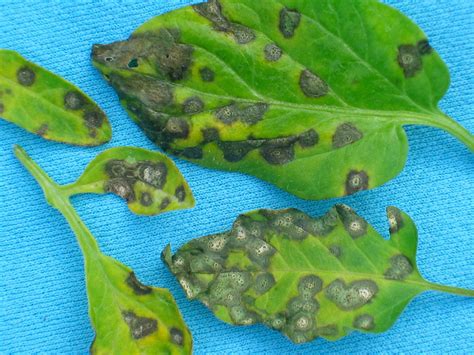 Septoria leaf spot on tomatoes | Vegetable Pathology – Long Island Horticultural Research ...