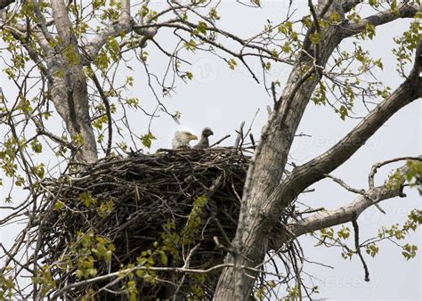 Eagle and Eaglet in Nest 801997 Stock Photo at Vecteezy