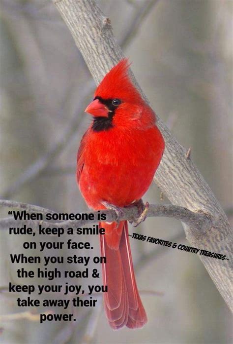 Cardinal | Bird quotes, Sign quotes, Red birds